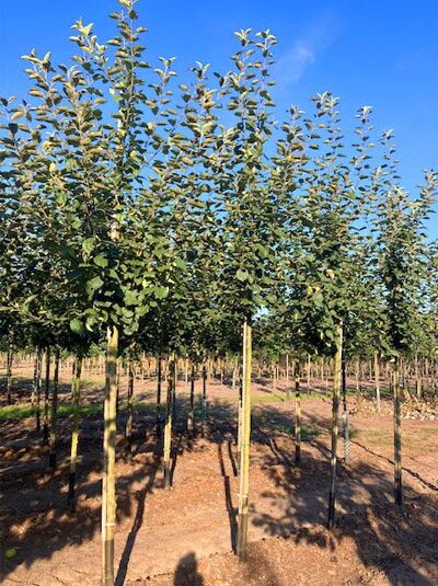Malus domestica 'Discovery' / Apfel 'Discovery' Hochstamm 14-16 StU, Baum mit geradem Stamm und belaubter Krone in Baumschule