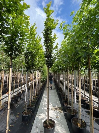 Carpinus betulus 'Fastigiata' Säulen-Hainbuche Hochstamm 10-12 StU im Container, schlanker Stamm mit aufrechtem, dichtem Laubaufbau.