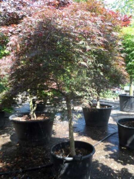 Dunkelroter Schlitz-Ahorn Acer palmatum 'Dissectum Garnet' auf Stamm, 100 cm Stamm, im Container C130 mit feinem, geschlitztem Laub.