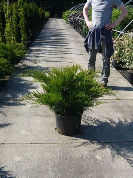 Juniperus pfitzeriana 'Mint Julep' / Grüner Pfitzer-Strauch-Wacholder 'Mint Julep' 60-80 cm (breit) C20, im Topf mit grünem Nadellaub