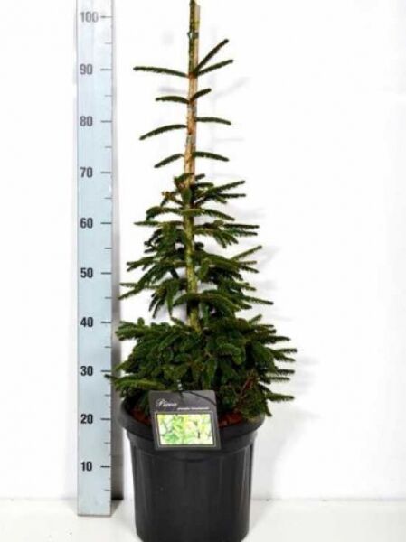 Picea orientalis 'Aureospicata' / Goldspitzenfichte