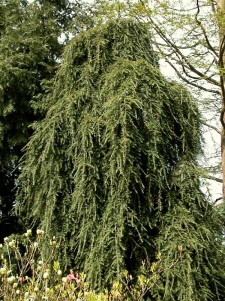 Tsuga canadensis 'Pendula' / Hänge-Hemlockstanne