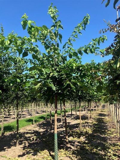 Morus alba 'Fruitless' / Weißer Maulbeerbaum 'Fruitless' Hochstamm, junger Baum mit geradem Stamm und grünem Laub.
