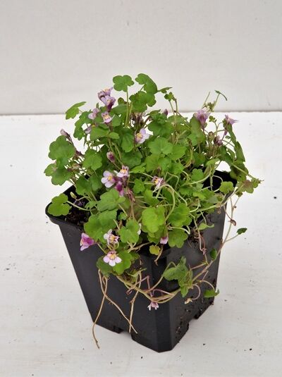Cymbalaria muralis (Mauer-Zimbelkraut) P9, kompakte Pflanze im Topf mit grünen, rundlichen Blättern und zarten lila Blüten.