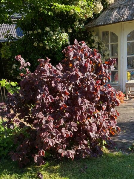 Blut-Korkenzieher-Hasel / Rotblättrige Korkenzieher-Hasel / Corylus avellana &#039;Red Majestic ®&#039;