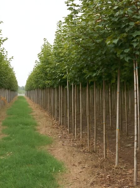 Spitz-Ahorn (Acer platanoides 'Emerald Queen') Hochstamm 14-16 StU mit Drahtballen, Reihenpflanzung mit grüner Krone