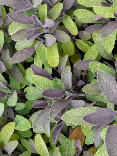 Garten-Salbei 'Purpurascens' / Garten-Salbei 'Purpurascens'