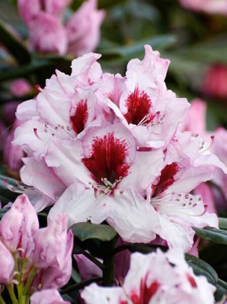 Rhododendron Hybride 'Graffito ®' / Rhododendron 'Graffito' mit hellrosa Blüten und dunkelroter Zeichnung im Blüteninneren