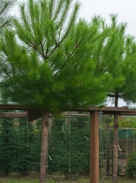 Pinus nigra ssp. nigra 'Hochstamm' / Österreichische Schwarz-Kiefer, Hochstamm 18-20 StU, mit kugeliger Krone und grünen Nadeln.