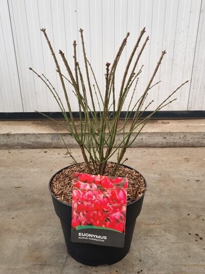 Euonymus alatus 'Compactus' Niedriger Korkspindelstrauch, 50–60 cm, C10, im schwarzen Topf mit Pflanzetikett.