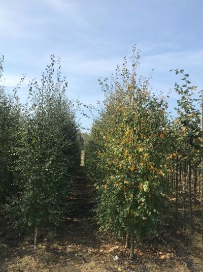 Moor-Birke (Betula pubescens) als Hochstamm im Feldbestand, 250–300 cm mit Db., dichter Laubkrone an geradem Stamm.