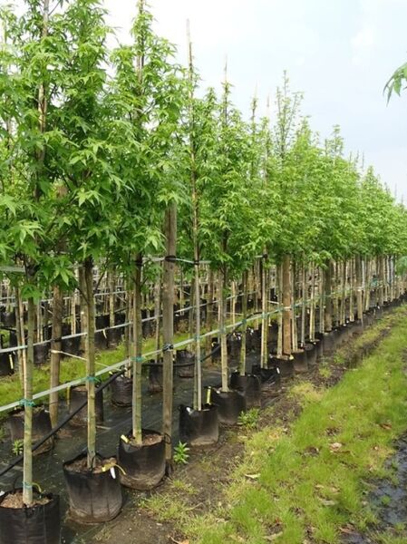 Liquidambar styraciflua 'Palo Alto' / Amberbaum 'Palo Alto' Hochstamm im Container, Stammumfang 12–14 cm, grüne Belaubung