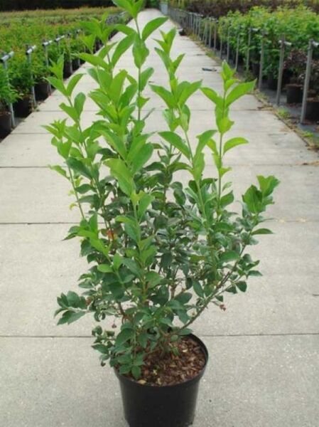 Pfaffenhütchen (Euonymus europaeus) 'Red Cascade' im C20-Topf, buschiger Strauch mit grünen Blättern, 125–150 cm