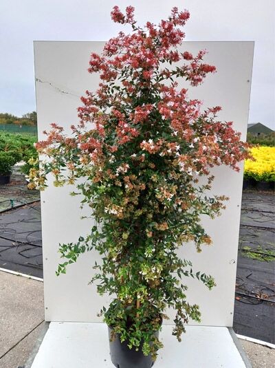 Abelia grandiflora Großblumige Abelie 150-175 cm, Topfpflanze mit grünen Blättern und rosa-weißen Blütenständen.