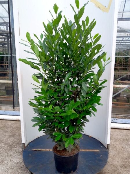 Prunus laurocerasus 'Elly' / Kirschlorbeer 'Elly' 175-200 cm C20, immergrüner Strauch im Container mit glänzend grünen Blättern
