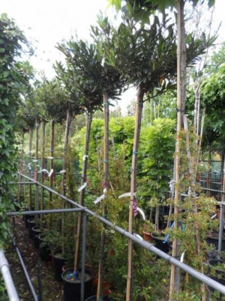 Prunus laurocerasus 'Mano' Hochstamm / Kirschlorbeer 'Mano'