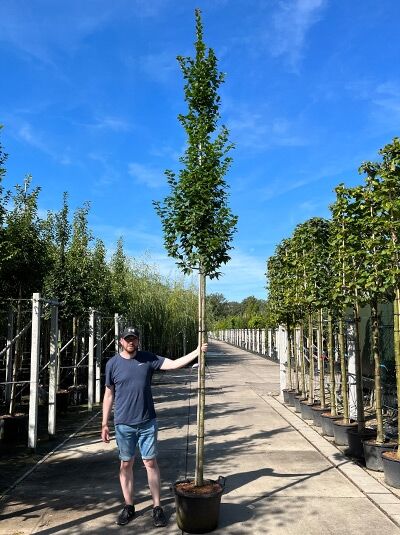 Carpinus betulus 'Lucas' (Säulen-Hainbuche 'Lucas') Hochstamm 14-16 StU im Container, schlanker Stamm mit säulenförmiger Krone.