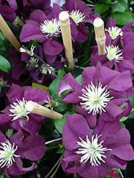 Waldrebe 'Warszawska' / Clematis viticella 'Warszawska'