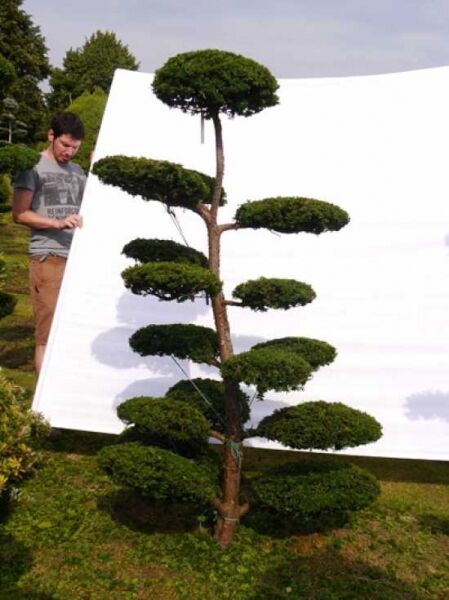 Garten-Bonsai (0095) / Garten-Bonsai (0095)