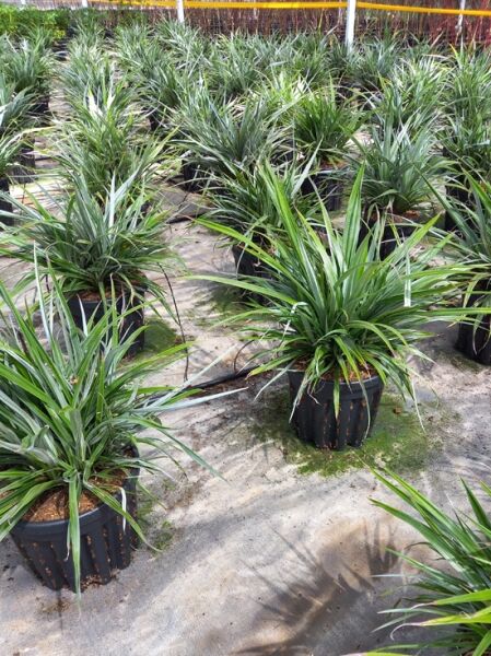 Maori-Flachs ’Silver Spear’ / Astelia chathamica ’Silver Spear‘