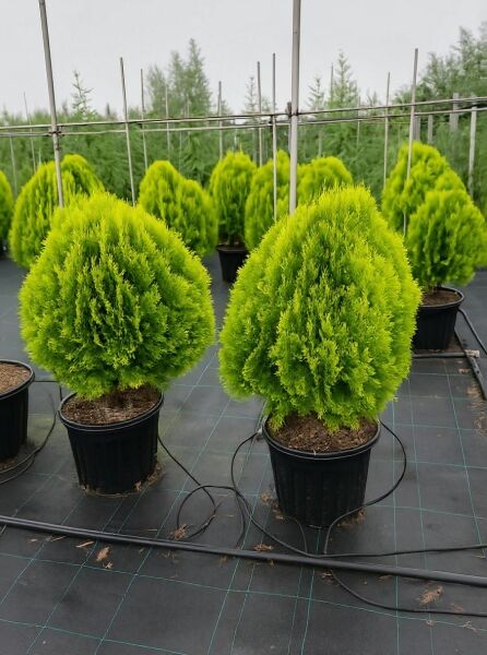 Thuja orientalis 'Aurea Nana' / Morgenländischer Lebensbaum 'Aurea Nana' 70-80 cm C50, kugelig im Topf mit gelbgrünem Nadelkleid