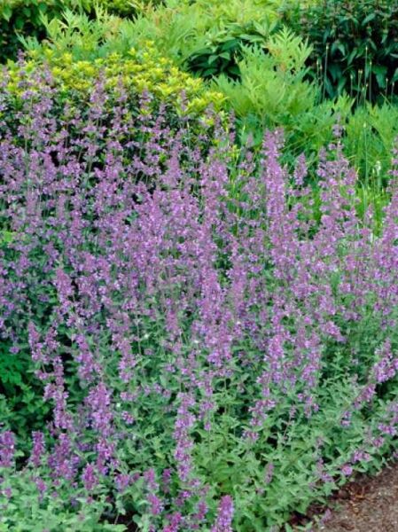 Katzenminze 'Six Hills Giant' / Nepeta faassenii 'Six Hills Giant'