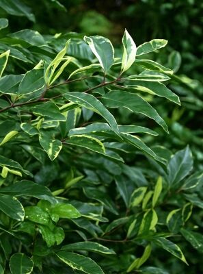 monstera groß werden lassen Monstera Pertusum (Fensterblatt) kaufen? | Alfredo