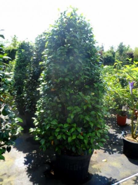 Japanische Kamelie gelb / Camellia japonica gelb