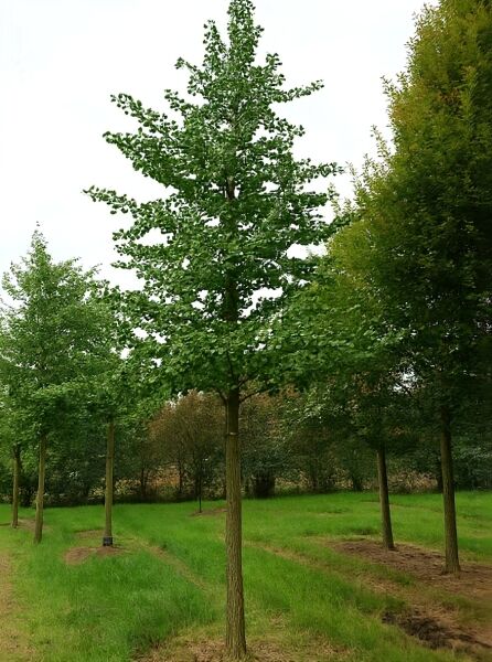 Ginkgo biloba (Ginkgobaum/Fächerblattbaum) Hochstamm 30–35 StU mit durchgehendem Stamm und grüner Krone mit fächerförmigen Blättern.