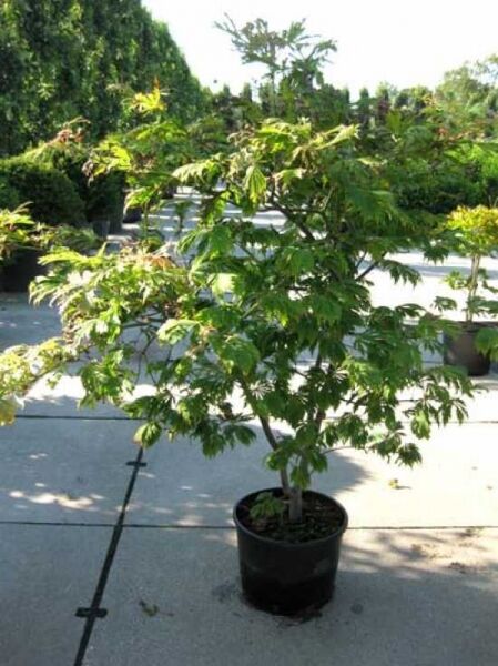Eisenhutblättriger Ahorn Acer japonicum 'Aconitifolium', 125-150 cm, im C20-Container, mehrstämmiger Strauch mit grünem Laub.