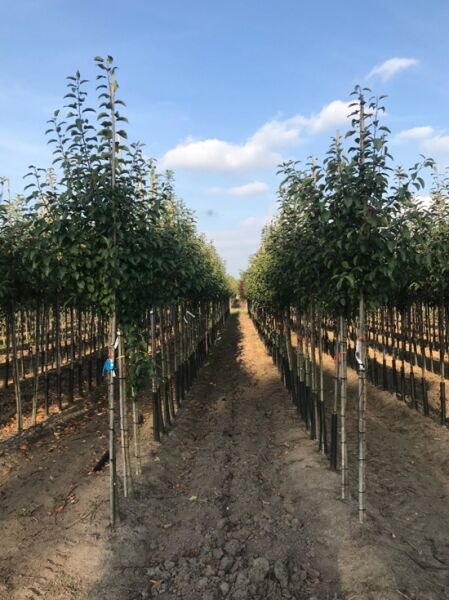 Malus domestica 'Kaiser Wilhelm' / Apfel 'Kaiser Wilhelm' Hochstamm, Reihe junger Apfelbäume in der Baumschule
