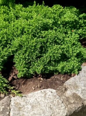 Grner Kriech-Wacholder - Juniperus communis 'Green Carpet' - Baumschule  NewGarden