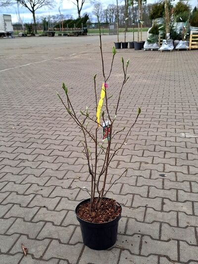 Purpur-Magnolie 'Nigra' (Magnolia liliiflora 'Nigra') 60-100 cm C5, mehrtriebiger Strauch im Topf mit Knospen
