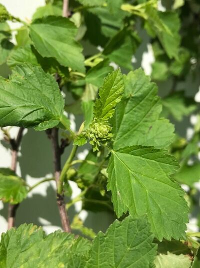 Schneeballblättrige Blasenspiere / Physocarpus opulifolius