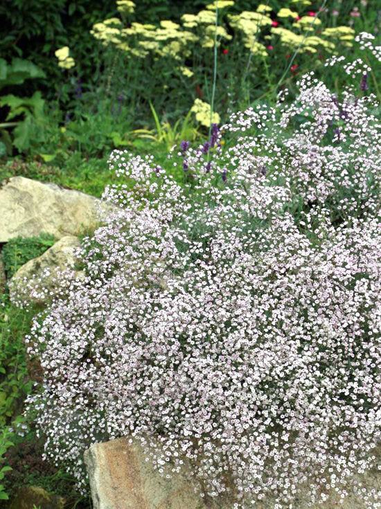 Kriechendes Schleierkraut 'Rosenschleier' - Gypsophila repens  'Rosenschleier'