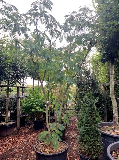 Seidenbaum Ombrella (Albizia julibrissin 'Ombrella'/'Boubri'), mehrstämmig im Container C70, ca. 250–300 cm hoch.