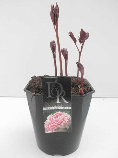 Paeonia lactiflora 'Sarah Bernhardt' / Edel-Pfingstrose 'Sarah Bernhardt' C5 im Topf mit roten Austrieben und Knospen