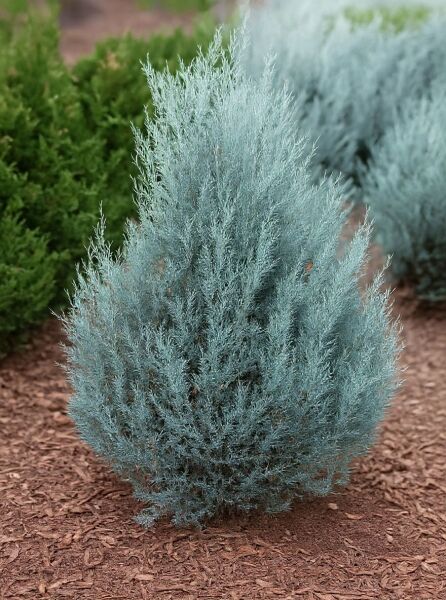 Juniperus scopulorum 'Wichita Blue' – Blauer Kegel-Wacholder mit dichter, kegelförmiger Wuchsform und blaugrünen Nadeln