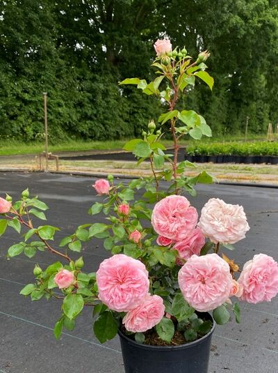 Rosa 'Mariatheresia' / Strauchrose 'Mariatheresia' C5, Topfrose mit gefüllten rosa Blüten, Knospen und grünem Laub