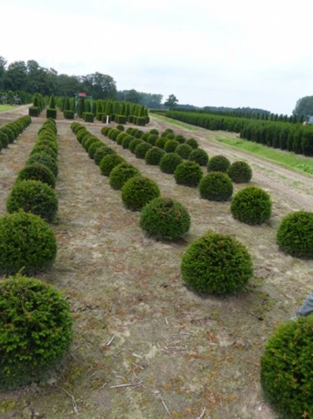 Taxus baccata „Kugel“ / Heimische Eibe „Kugel“, kugelförmig geschnittene Pflanzen im Feld, 50–60 cm, mit Ballen (m. B.)