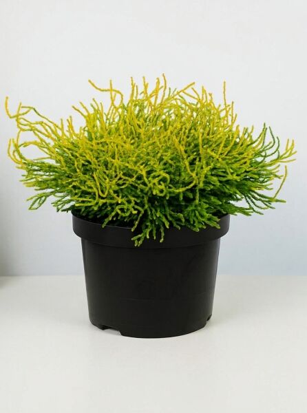 Gelbe Hinoki Scheinzypresse 'Gitte' (Chamaecyparis obtusa 'Gitte') 30–40 cm im schwarzen Pflanztopf, gelbgrünes Nadelwerk.