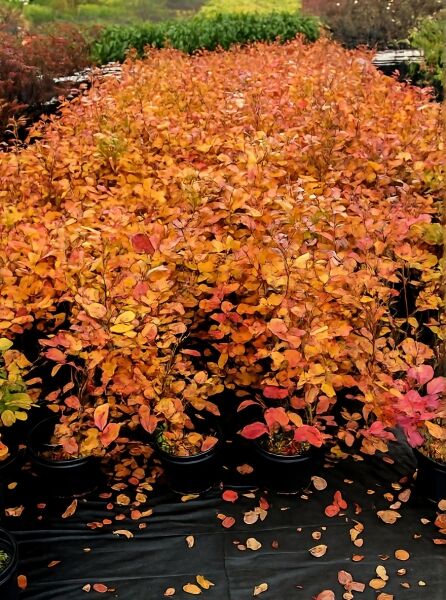 Großer Federbuschstrauch (Fothergilla major / Fothergilla monticola) 30-40 cm C3, Topfpflanzen mit orange-rotem Laub.