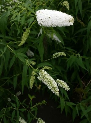 Schmetterlingsflieder 'White Profusion' - Buddleja davidii 'White Profusion'
