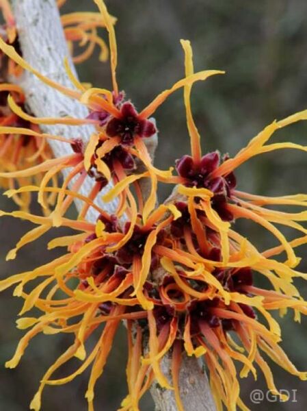 Zaubernuss Hamamelis intermedia 'Aphrodite' mit orangegelben, bandförmigen Blüten und dunkelroten Blütenmitten am Zweig