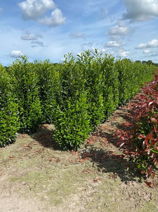 Kirschlorbeer 'Genolia' - Prunus laurocerasus 'Genolia' - Baumschule  NewGarden