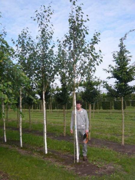 Weißrindige Himalaja-Birke 'Doorenbos' (Betula utilis 'Doorenbos') Hochstamm 14-16 StU, mehrstämmig mit weißer Rinde und grünem Laub.