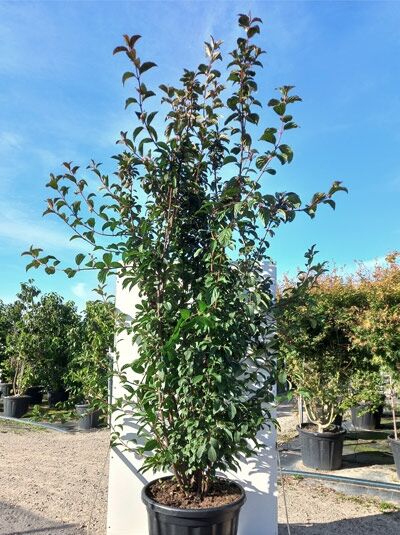 Viburnum bodnantense 'Charles Lamont' / Winter-Schneeball 'Charles Lamont' 200-250 cm C80, mehrstämmiger Strauch im Container mit Belaubung