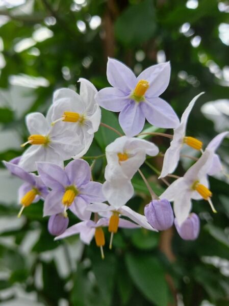 Solanum jasminoides (Sommerjasmin) mit weißen bis hellvioletten, sternförmigen Blüten und gelben Staubgefäßen am Zweig.