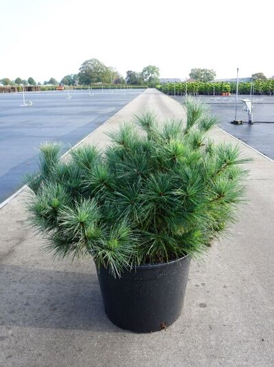 Pinus strobus 'Blue Shag' / Weymouths-Kiefer 'Blue Shag' 30-40 cm C7, kompakter Nadelstrauch im Topf