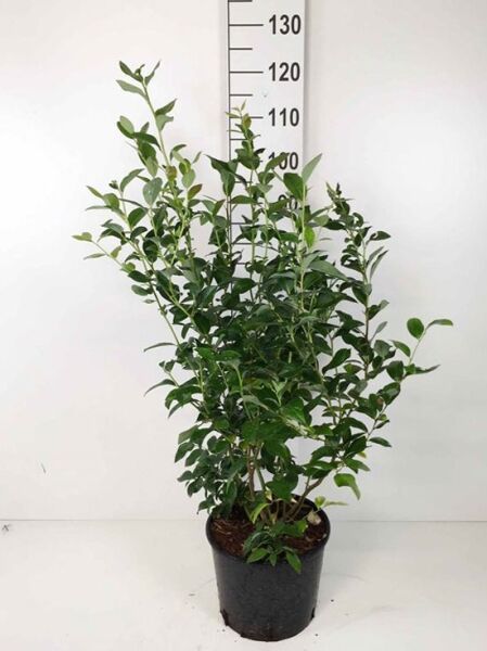 Vaccinium corymbosum 'Goldtraube 23' / Heidelbeere 'Goldtraube 23', buschige Pflanze im Topf, 60–80 cm, C10